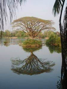 Mirrored Coppice